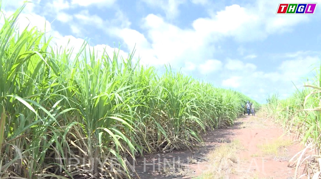 Đẩy mạnh ứng dụng khoa học kỹ thuật để phát triển vùng nguyên liệu mía bền vững