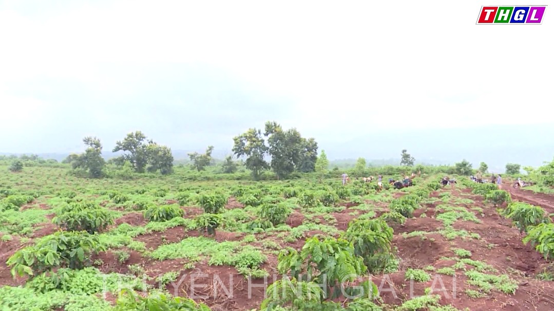 Gia Lai trồng tái canh hơn 12 ngàn hecta cà phê trong giai đoạn 2016 – 2021