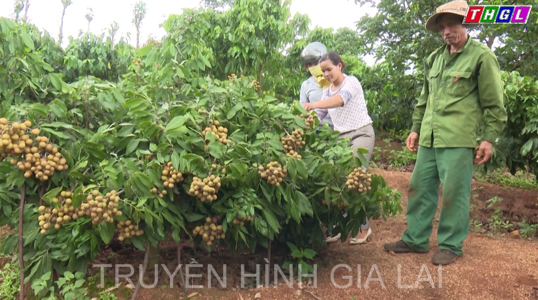 Nông dân Đak Đoa trồng mới được trên 157 ha cây ăn quả