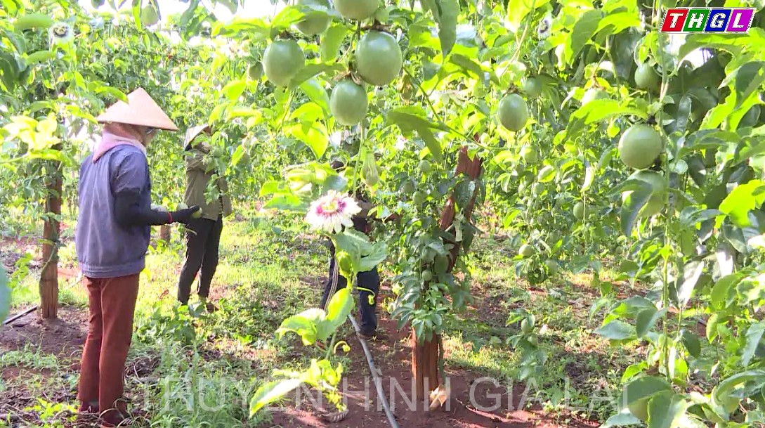 Tiềm năng kinh tế từ cây chanh dây tại Gia Lai