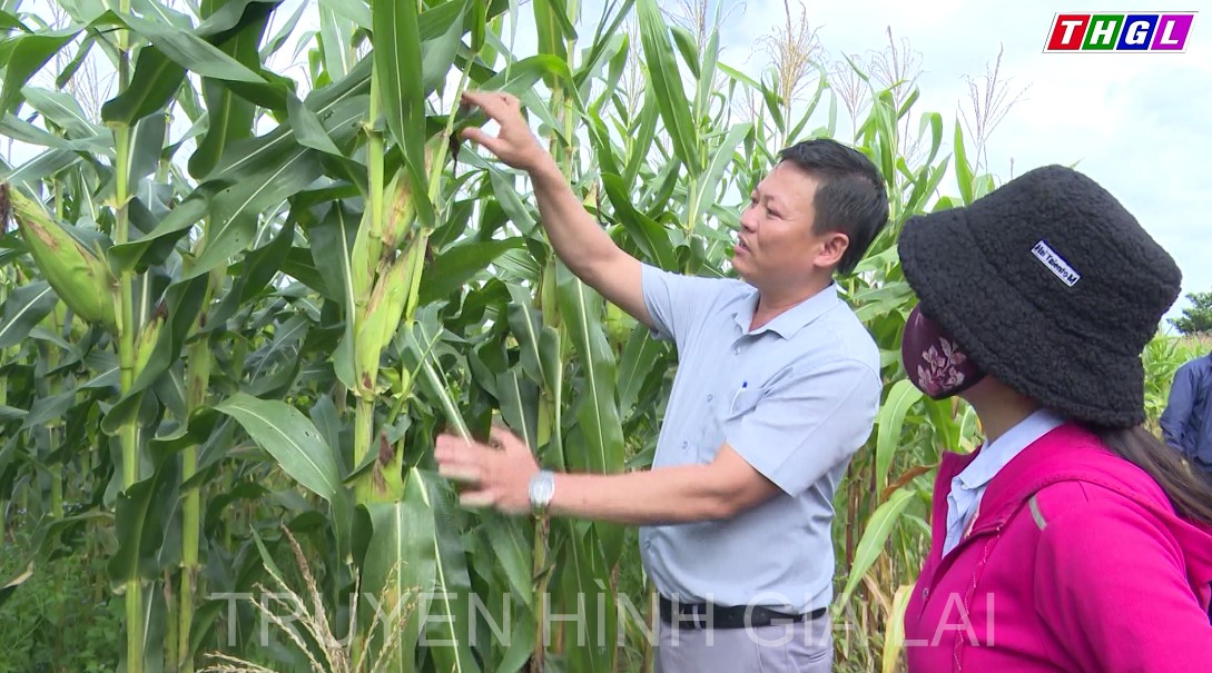 Ứng dụng khoa học, công nghệ góp phần phát triển kinh tế vùng đồng bào dân tộc thiểu số