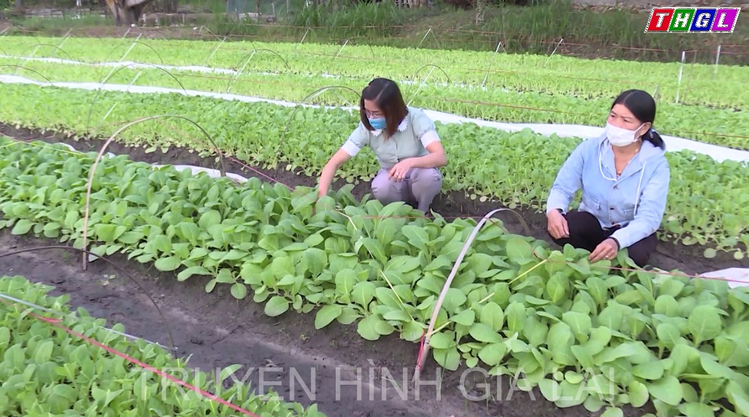 Toàn huyện Krông Pa có 1.660 hộ nông dân sản xuất kinh doanh giỏi