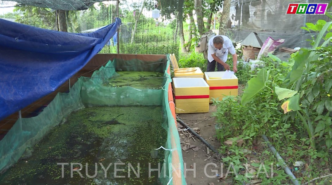 Triển vọng từ mô hình nuôi ốc bưu đen