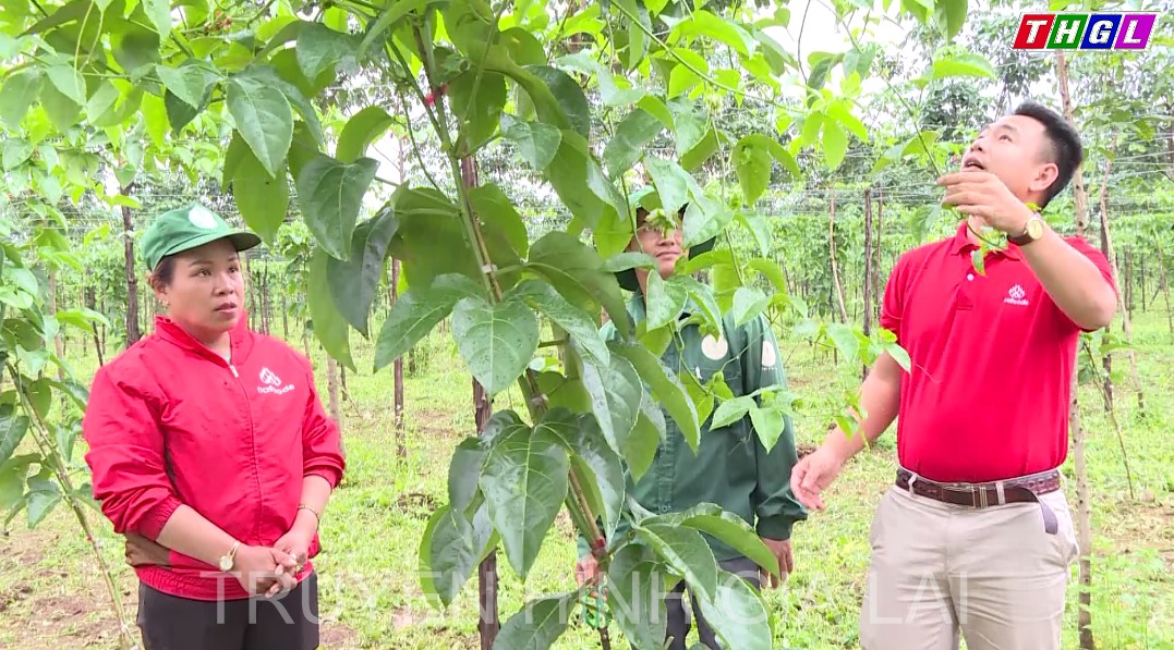 Nông dân trồng chanh dây tăng cường liên kết nâng cao giá trị sản phẩm
