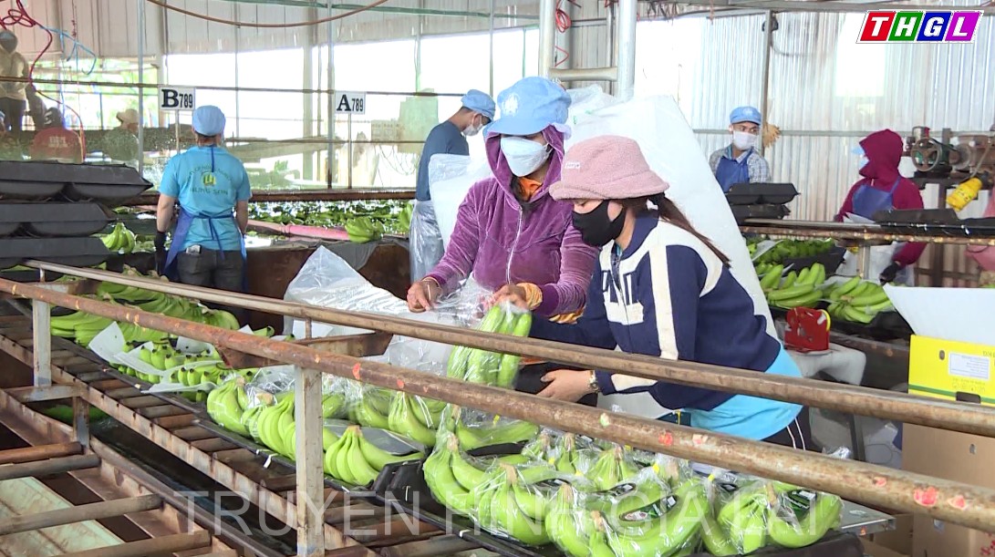 Các dự án nông nghiệp thu hút lao động người DTTS