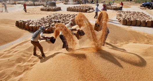 Ấn Độ siết xuất khẩu gạo, Việt Nam hưởng lợi?