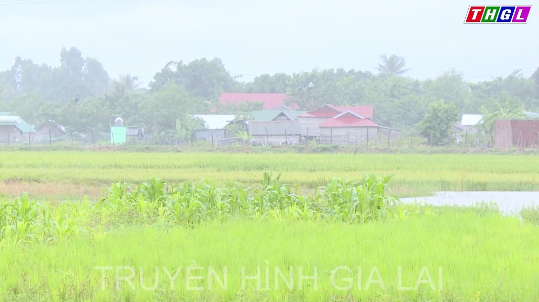 Huyện Krông Pa chủ động ứng phó với cơn bão số 4