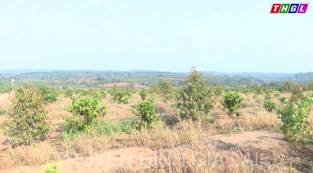 Chư Prông: Diện tích cây trồng cạn áp dụng biện pháp tưới nước tiên tiến tăng hơn 277 haso với năm 2021