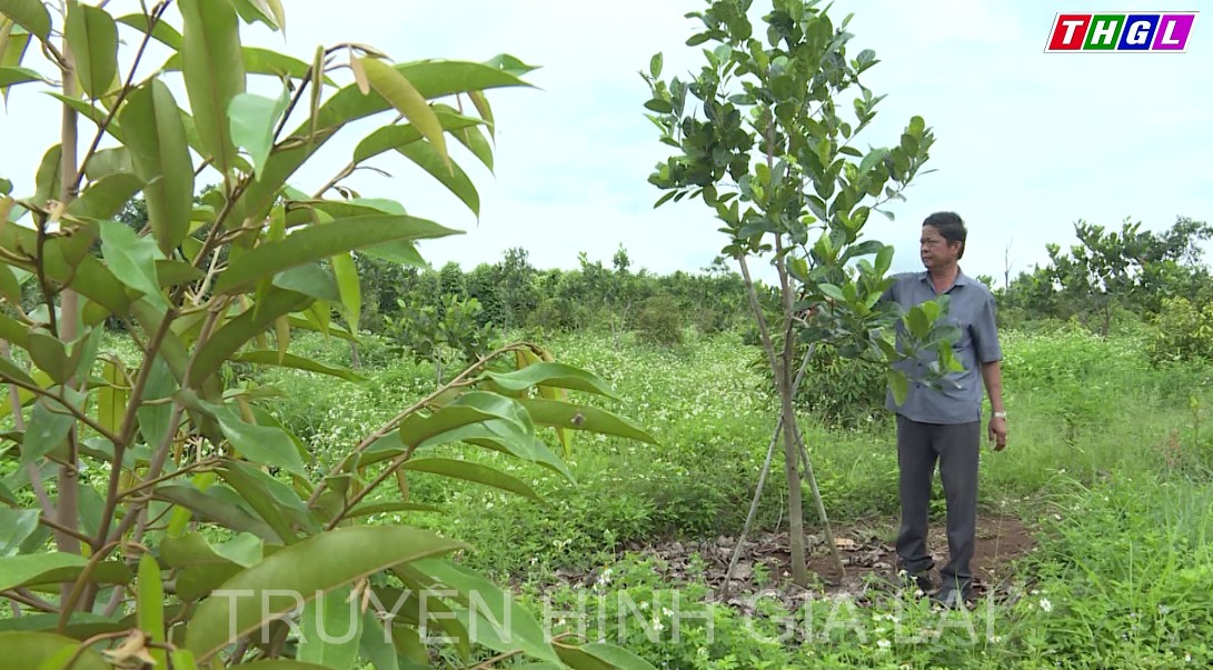 Cựu chiến binh thị xã An Khê cùng nhau phát triển kinh tế