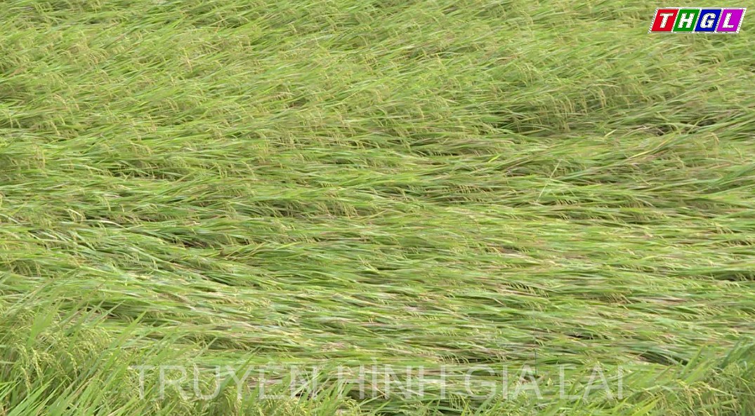 Tỉnh Gia Lai bị thiệt hại nhẹ do bão số 4