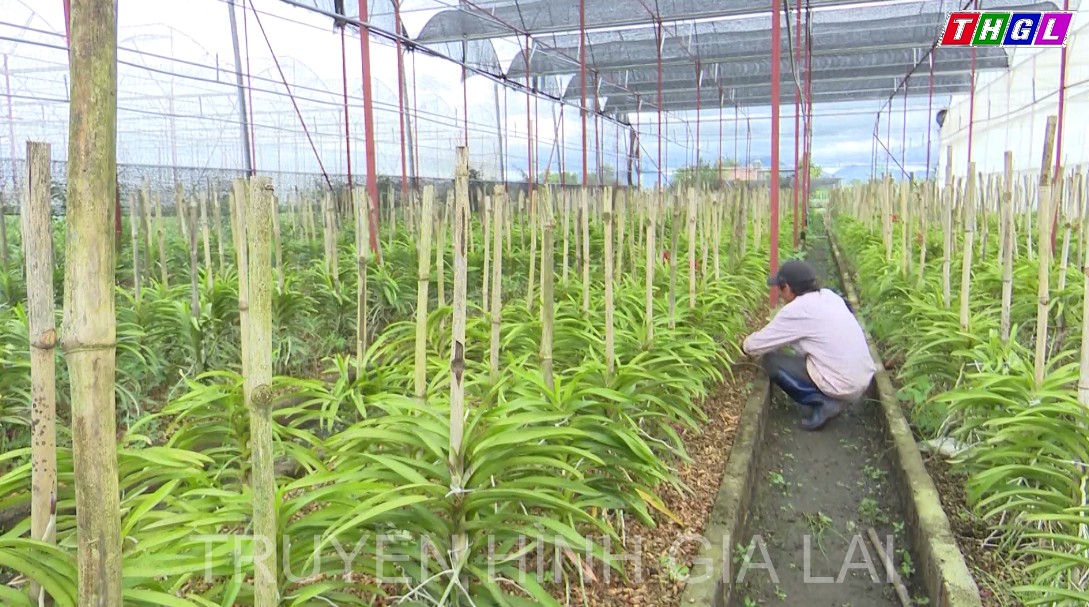 Gia Lai: Đến năm 2025 sẽ xử lý dứt điểm các hợp tác xã chưa chuyển đổi theo Luật Hợp tác xã năm 2012