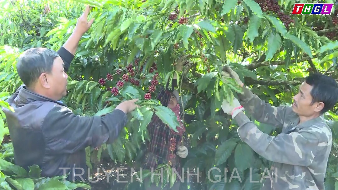 Cà phê là mặt hàng xuất khẩu chủ lực của tỉnh Gia Lai với sản lượng ước đạt gần 200 ngàn tấn 