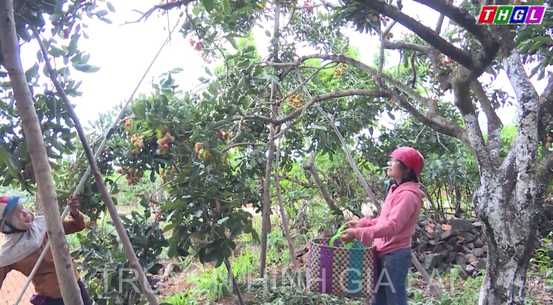 Hợp tác xã nông nghiệp tìm hướng đi mới