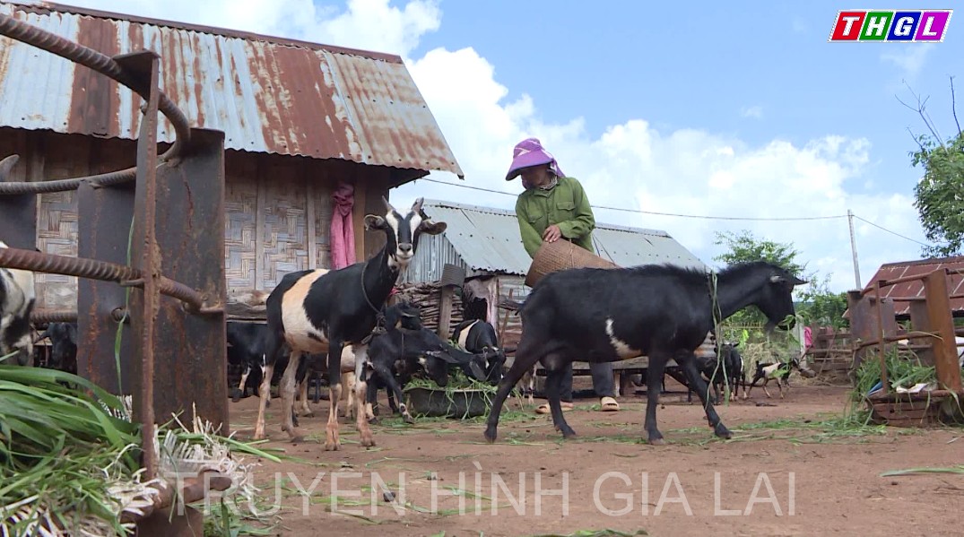 Hiệu quả từ việc hỗ trợ sinh kế trong vùng dân tộc thiểu số