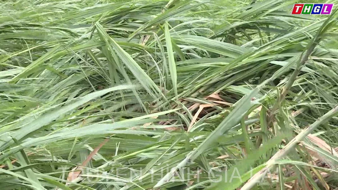 Hơn 1.140 ha hoa màu của người dân bị thiệt hại do ảnh hưởng bão số 4