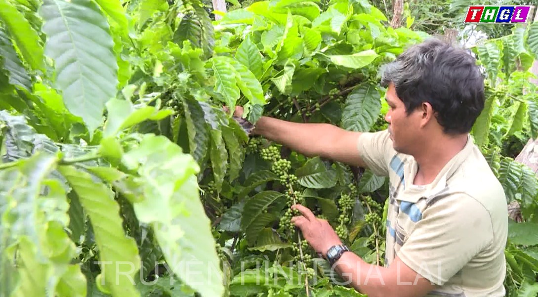 Ông Y Blim nỗ lực vươn lên thoát nghèo bền vững