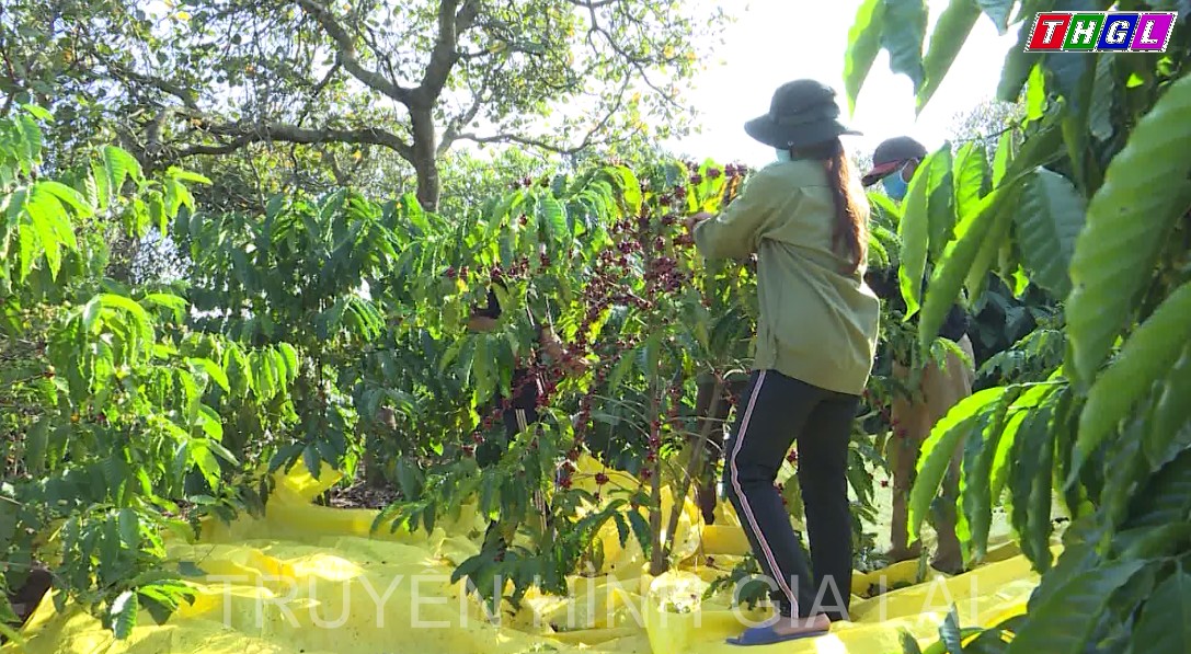 Huyện Chư Prông thực hiện tái canh gần 1000 ha cà phê