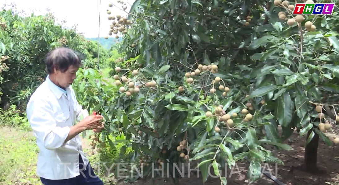 Thu nhập cao từ mô hình trồng nhãn trái vụ