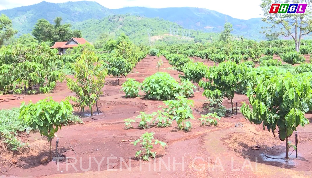 Huyện Chư Pah: 110ha cà phê tái canh trong năm 2022 đã được trồng xong