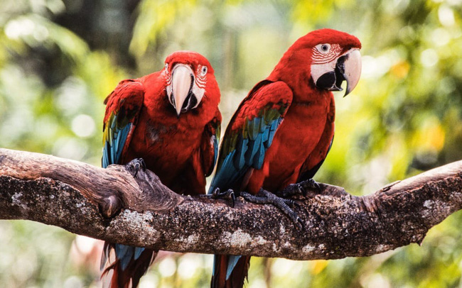 “Vườn chim” lớn nhất Châu Á chuẩn bị đóng cửa