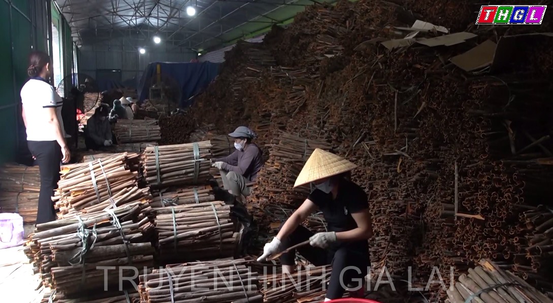 Chuỗi chế biến tiêu thụ sản phẩm đảm bảo đấu ra cho quế Lào Cai