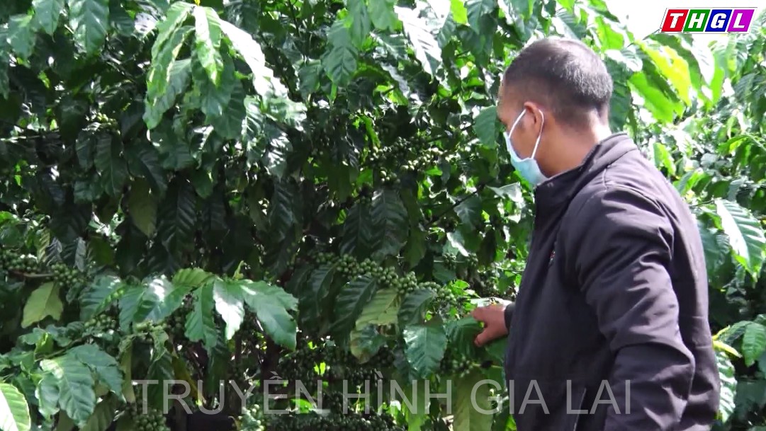 Pleiku có trên 377 ha cà phê tham gia các tổ hợp tác, liên doanh liên kết sản xuất cà phê theo hướng bền vững