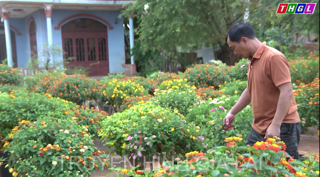 Chư Pưh có một làng hoa ngũ sắc