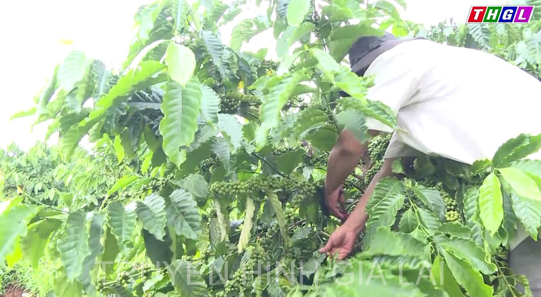 Nông dân huyện Chư Prông được tiếp cận vốn vay ưu đãi để đầu tư phát triển kinh tế