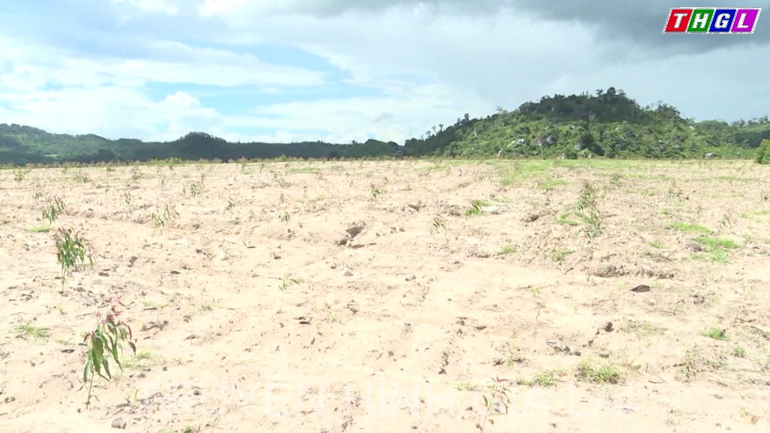 Tỉnh Gia Lai phấn đấu hoàn thành chỉ tiêu trồng mới 8.000 ha rừng trong năm 2022