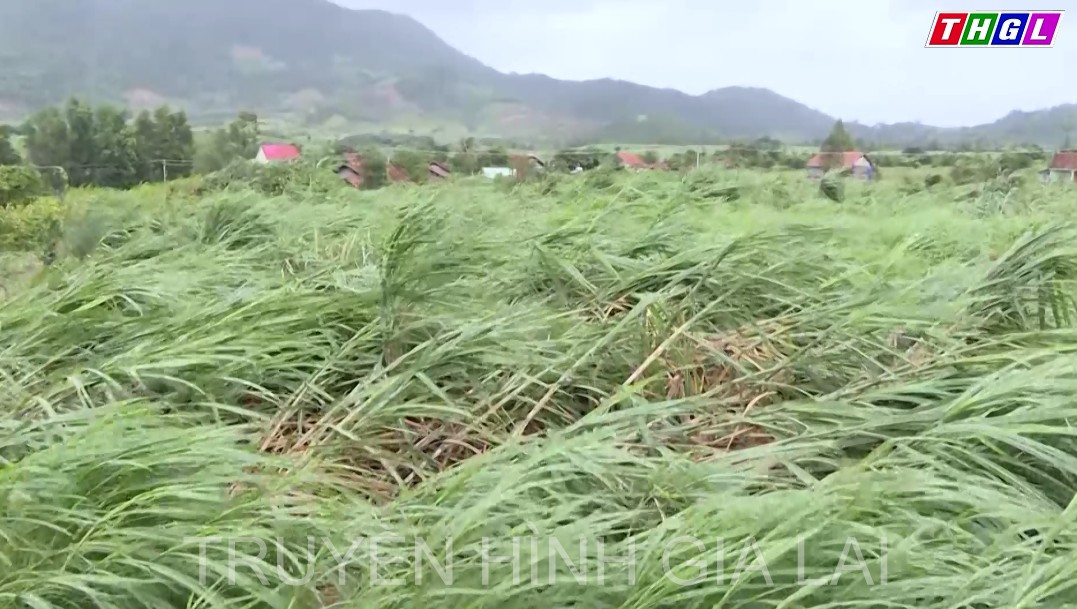 UBND tỉnh Gia Lai chỉ đạo tập trung rà soát, khắc phục thiệt hại do ảnh hưởng của cơn bão số 4 gây ra trên địa bàn tỉnh