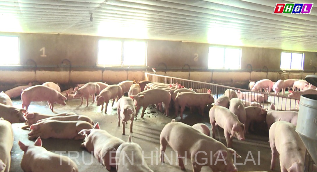 Chăn nuôi gia súc, gia cầm phát triển mạnh theo hướng trang trại