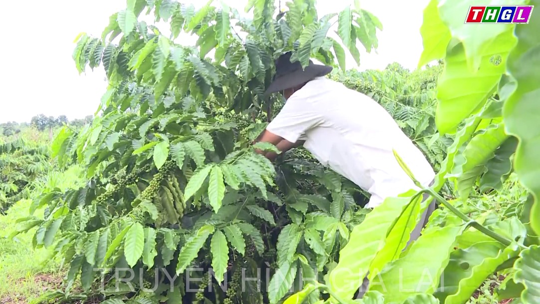 Xây dựng vùng nguyên liệu nông sản đạt chuẩn phục vụ tiêu thụ trong nước và xuất khẩu