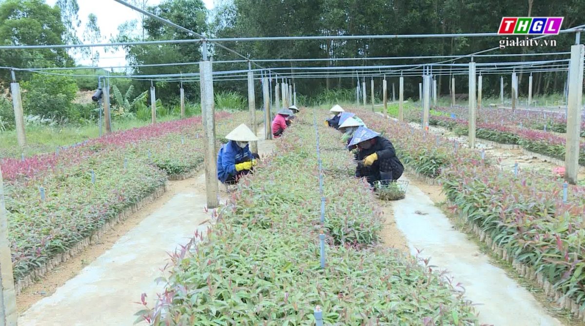 Gia Lai – Hơn 63 ngàn hộ nông dân sản xuất kinh doanh giỏi