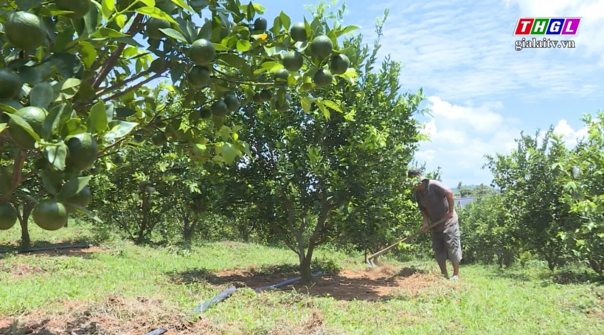 Hội Nông dân thị xã An Khê phát huy nguồn Qũy hỗ trợ nông dân
