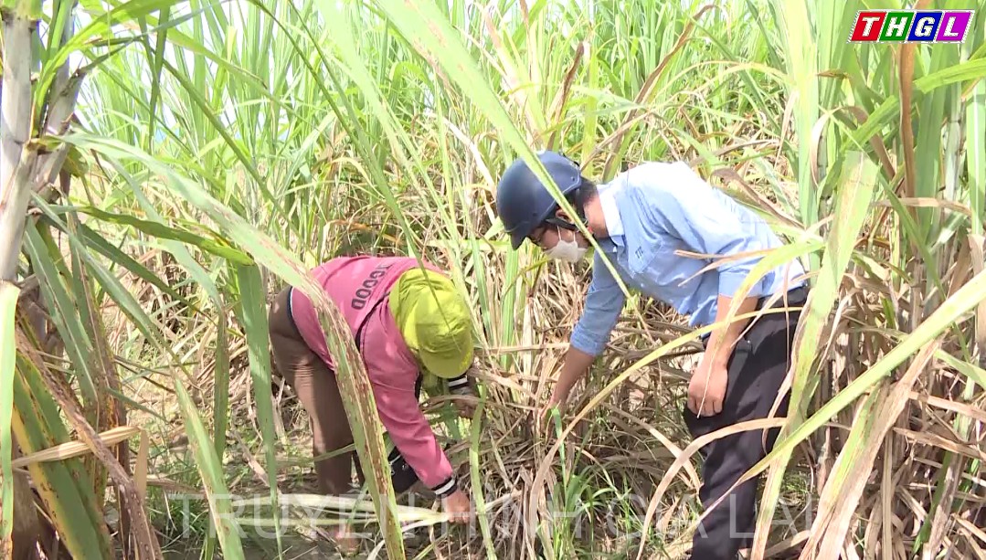 Huyện Ia Pa từng bước kiểm soát, khống chế bệnh trắng lá mía