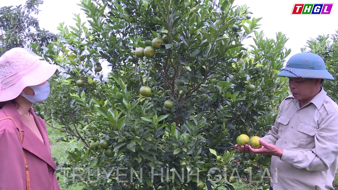 Phát triển cây ăn trái mang lại hiệu quả kinh tế cao