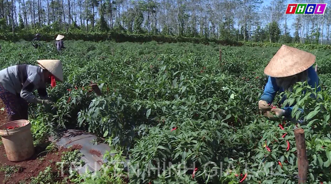 Lần đầu tiên Gia Lai xây dựng được mã số vùng trồng ớt