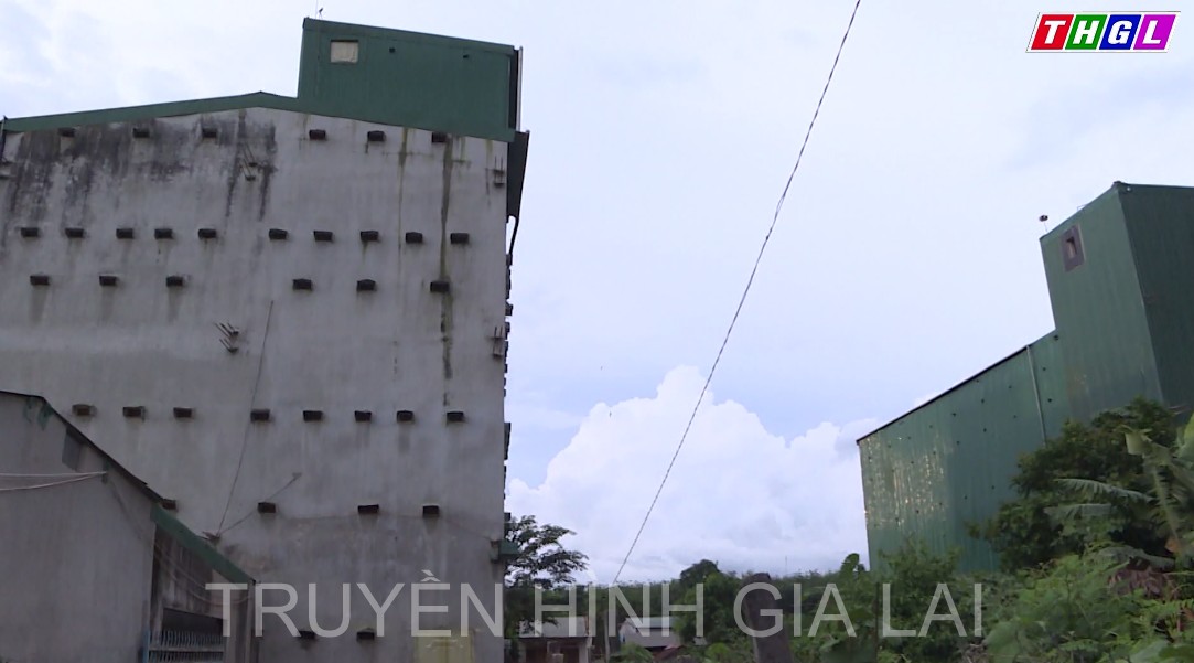 Nuôi chim yến mang lại thu nhập cao cho người dân tại huyện Đức Cơ