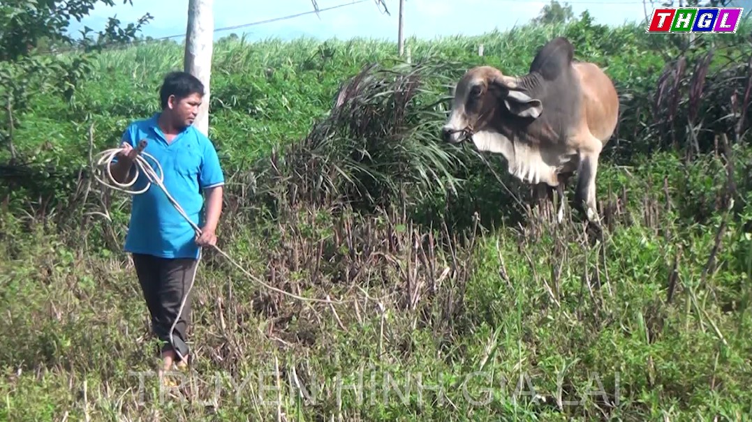 Huyện Đak Pơ ưu tiên chuyển đổi cây trồng, vật nuôi vùng DTTS