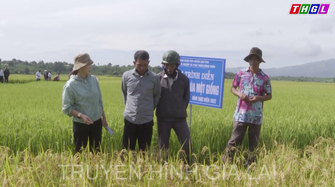 Huyện Chư Păh hội thảo đầu bờ đánh giá kết quả dự án cánh đồng lúa một giống chất lượng cao năm 2022