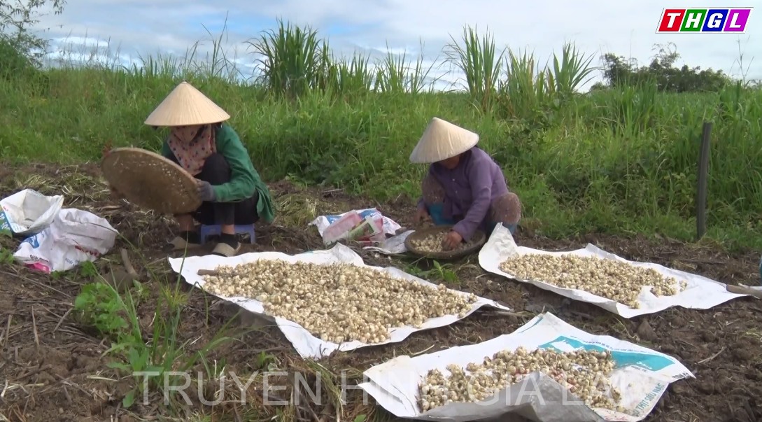 Xã Tơ Tung (huyện Kbang): Người trồng Nén lãi 45 triệu đồng/sào