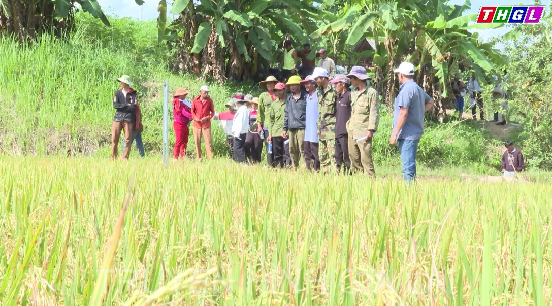 Đak Đoa tổ chức Hội thảo Đánh giá kết quả phương án cánh đồng sản xuất một giống