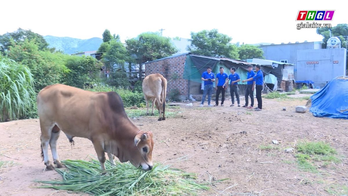 Huyện đoàn Đak Pơ đồng hành với thanh niên khởi nghiệp, lập nghiệp