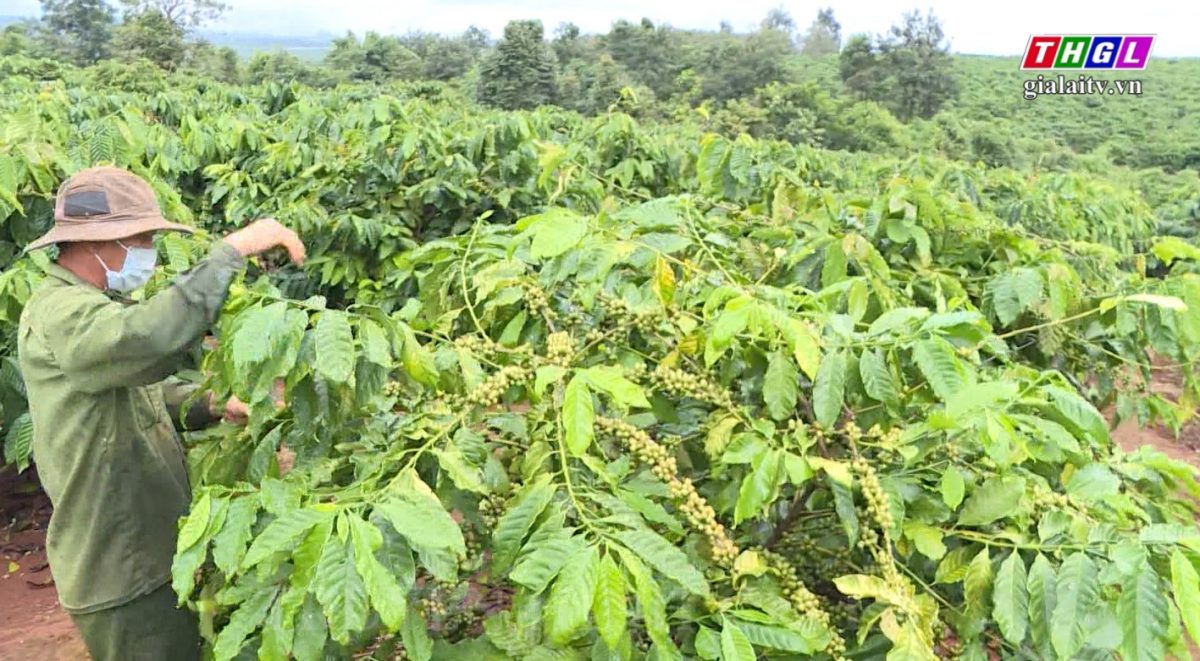 Năm 2023, Gia Lai sẽ tái canh và ghép cải tạo 2.400 ha cà phê