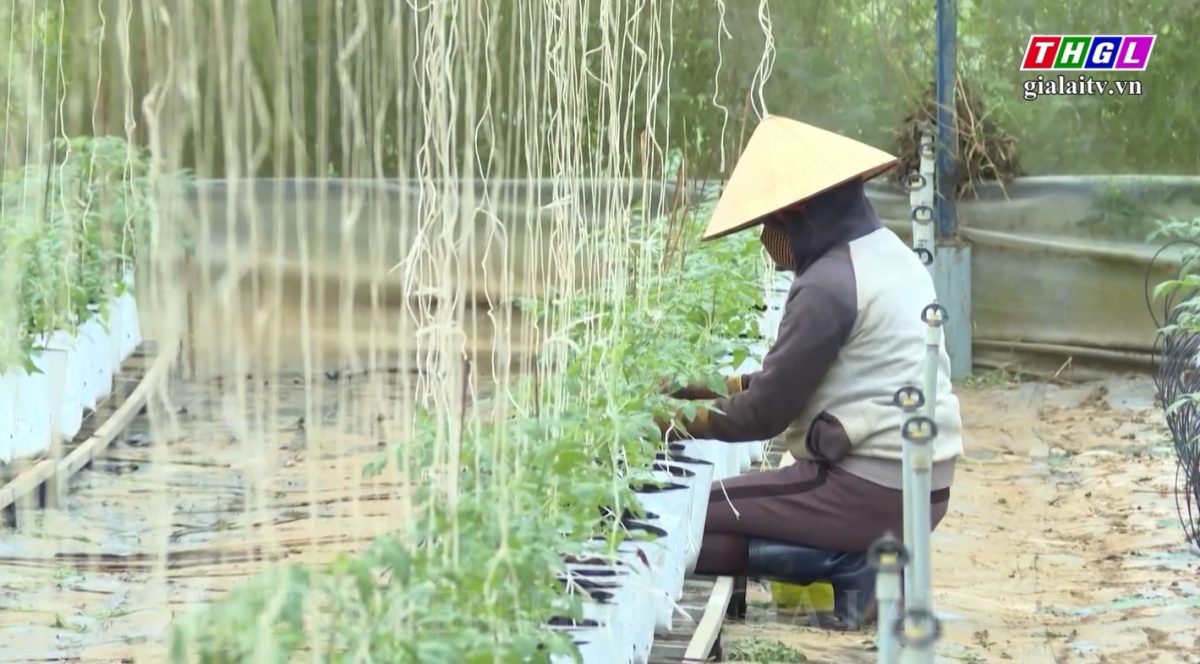 Gia Lai phấn đấu xây dựng nền nông nghiệp dựa trên các tiêu chuẩn