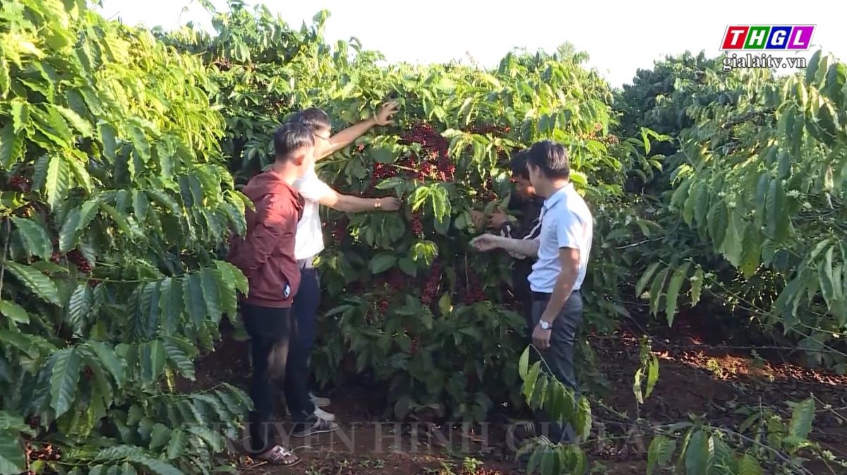 Gia Lai: Phấn đấu đến năm 2025 có 70 % HTX nông nghiệp liên kết sản xuất theo chuỗi giá trị