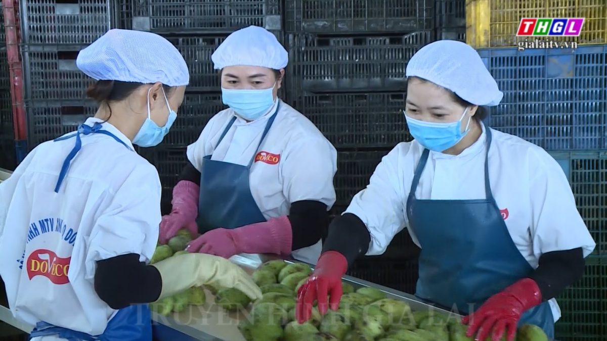 Gia Lai: Hướng đến đa dạng ngành hàng nông sản phục vụ xuất khẩu