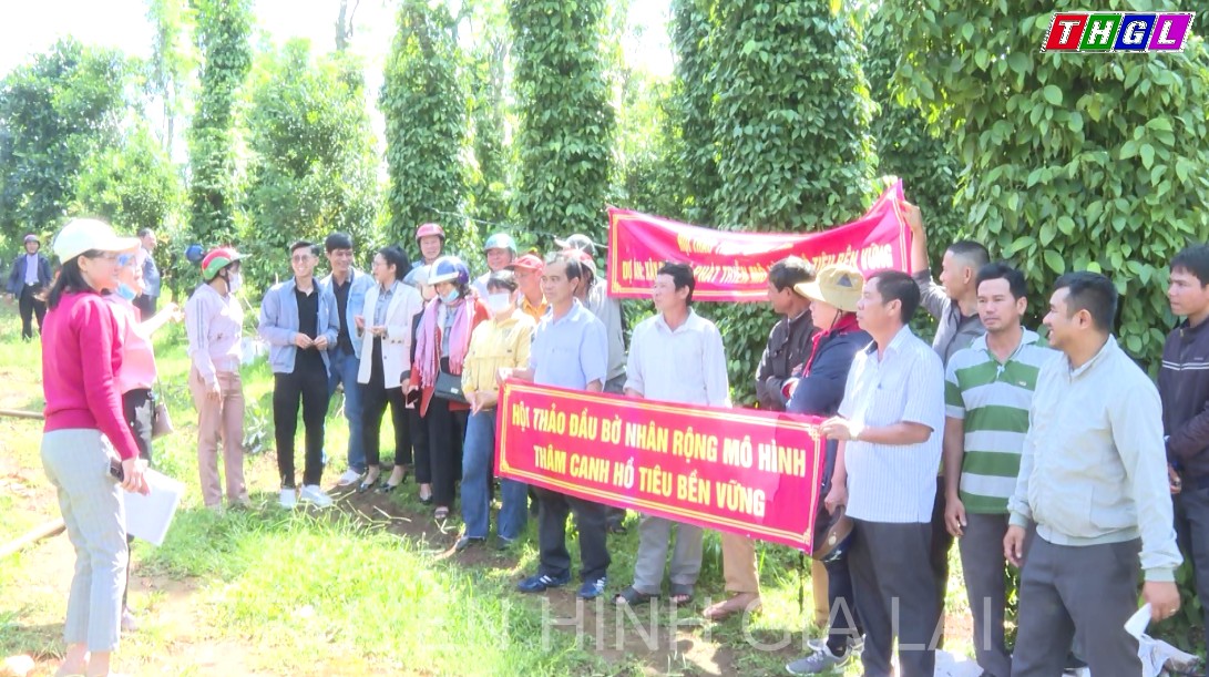Hội thảo mô hình thâm canh hồ tiêu bền vững tại huyện Đak Đoa