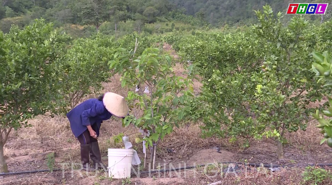 Đak Pơ quan tâm trồng các giống cây ăn trái có chất lượng