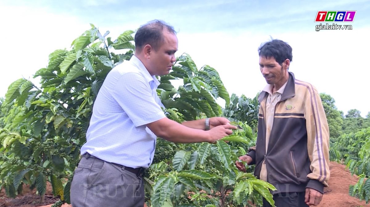Huyện Ia Grai là 1 trong 10 địa phương của tỉnh Gia Lai sẽ thực hiện trồng tái canh và ghép cải tạo cà phê giai đoạn 2022-2025